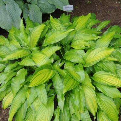 Hosta 'Spritzer'